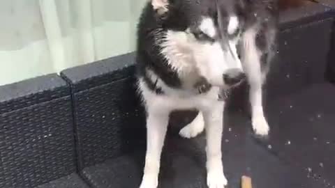 Determinado Husky se la agarra con la manguera del jardín