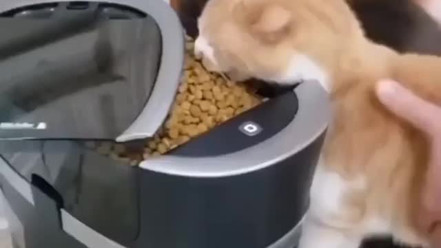 😹😹😹 Follow us if you really love Cats 🥰 Tag your best friends 😘
