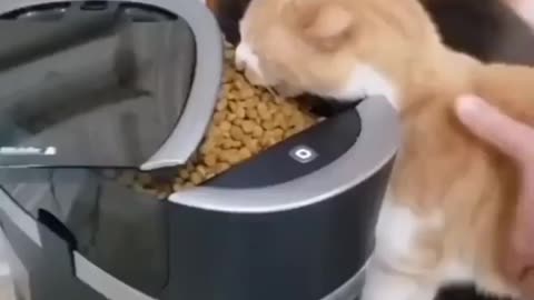 😹😹😹 Follow us if you really love Cats 🥰 Tag your best friends 😘