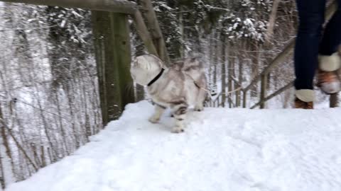 Cat enjoying winter!