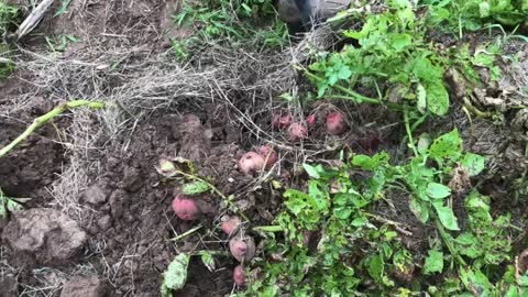 HAULING RED POTATOES ON 53' CHEVROLET 1.5 Ton Dumper