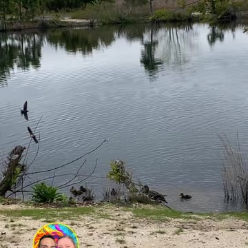 MOTHER DUCK AND HER BABY DUCKLINGS!