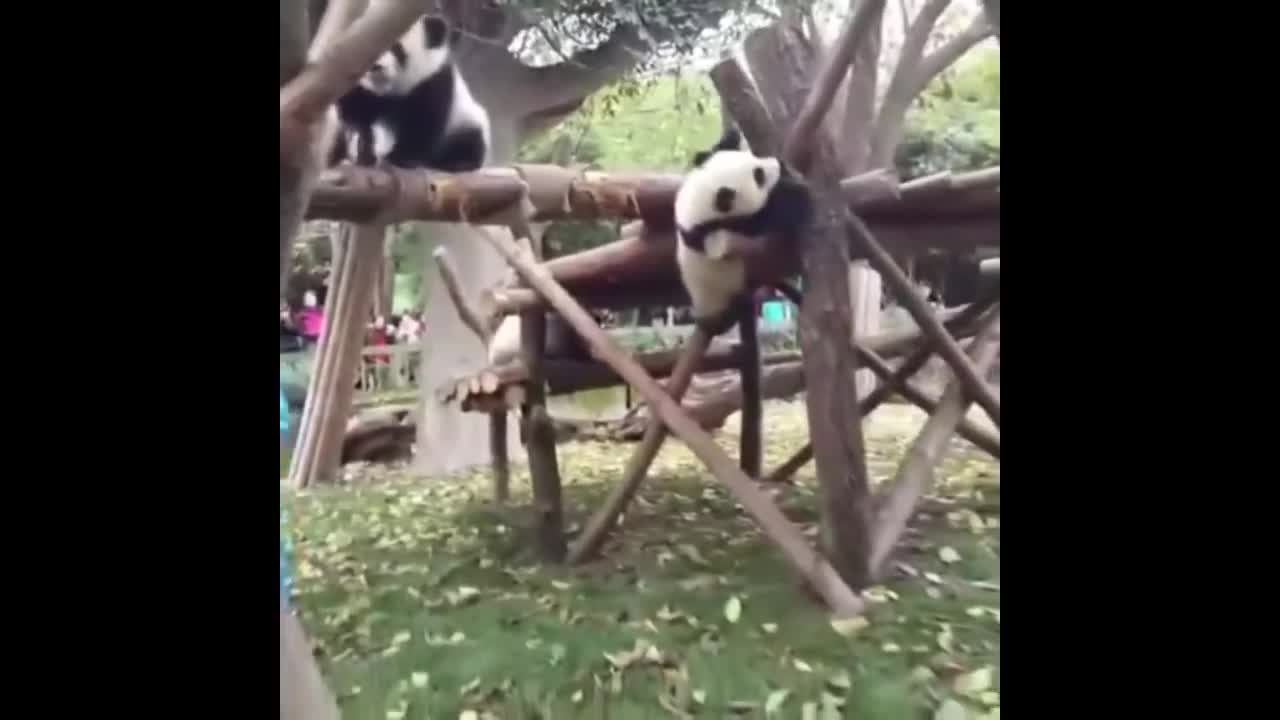 Baby Pandas Compilation