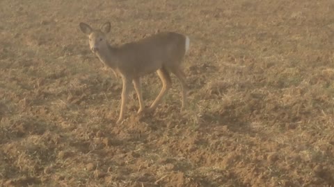 Young deer up close / stirnaite is arti