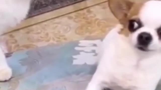 This Cute Dog Is Afraid Of The Cat