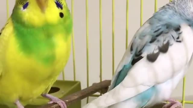 Beautiful singing of love birds