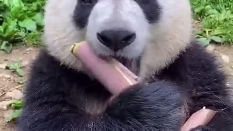 Panda eat bamboo