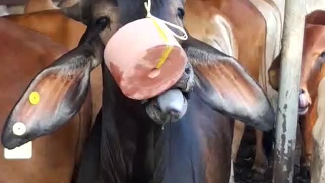 cow