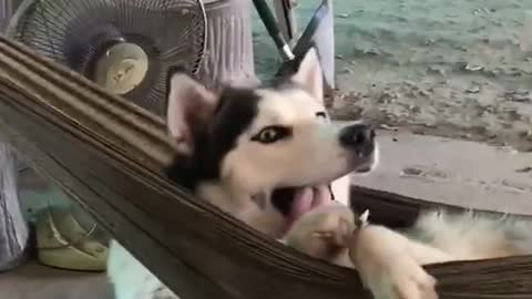 Baby Dog sleep look warming