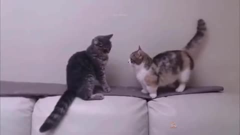Very funny cats and thier fight🤣🤣