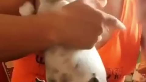 Funny dog like father like son