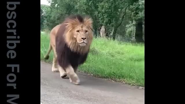 Wild animals: Lion King/Rarest animal 2022