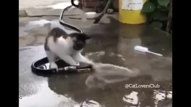 Funniest Cats