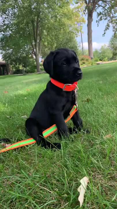 Kalu First Video #shorts #puppy