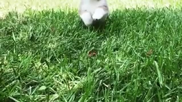 So cute puppy running in the park