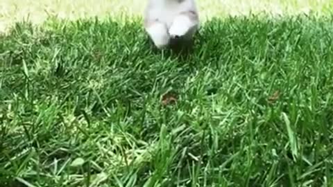 So cute puppy running in the park