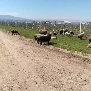 Овцы на поле