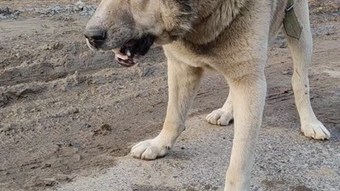 Chained guard dog receives food from stranger