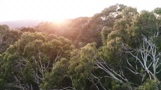 Los demonios de Tasmania regresan a casa