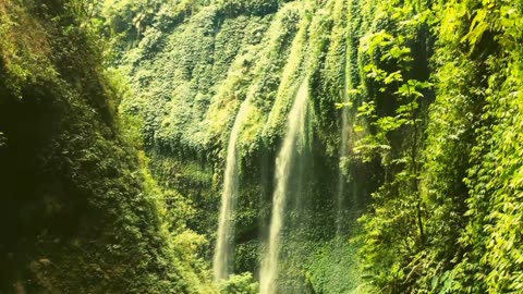 "Harmony in the Wilderness: A Symphony of Waterfalls and Birds"