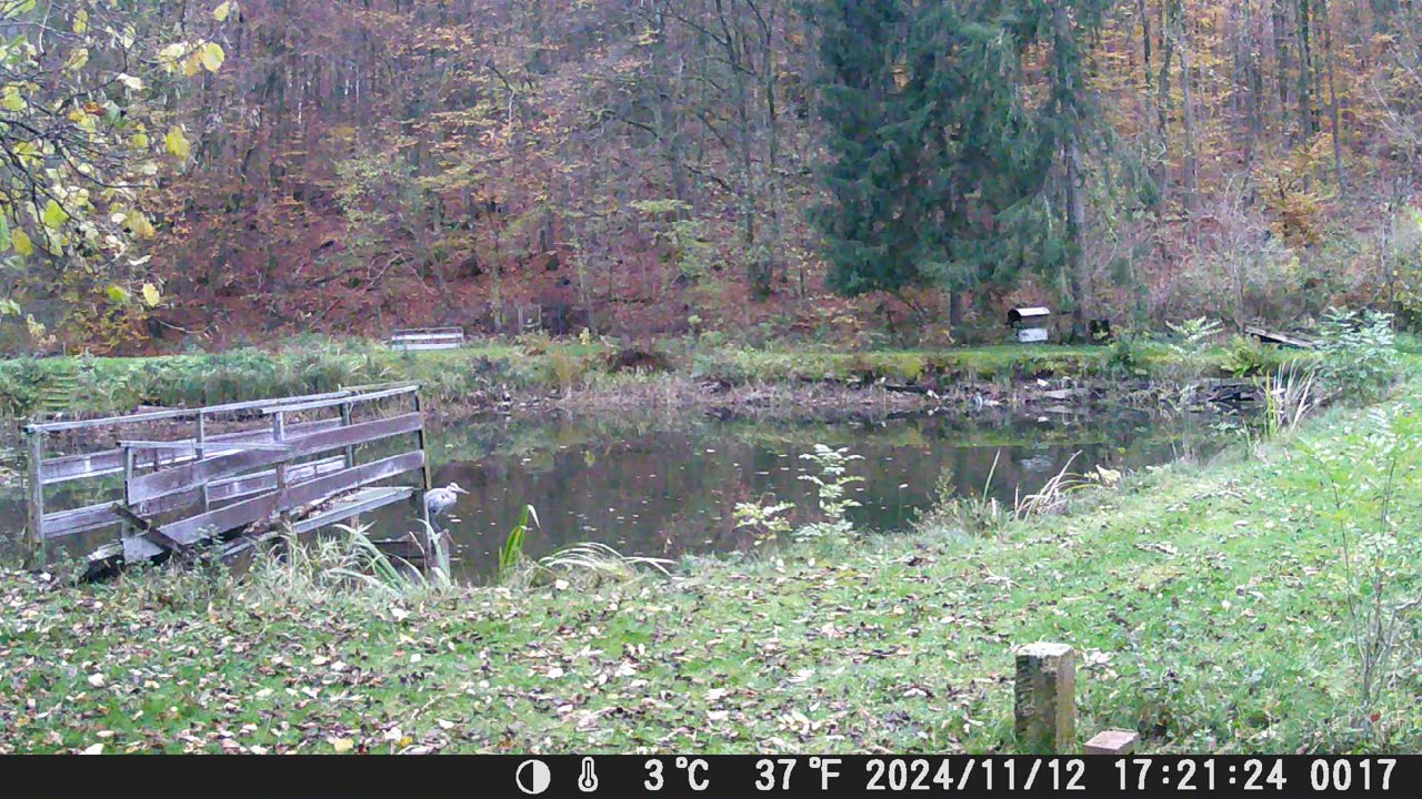 Teich121124 Fischreiher