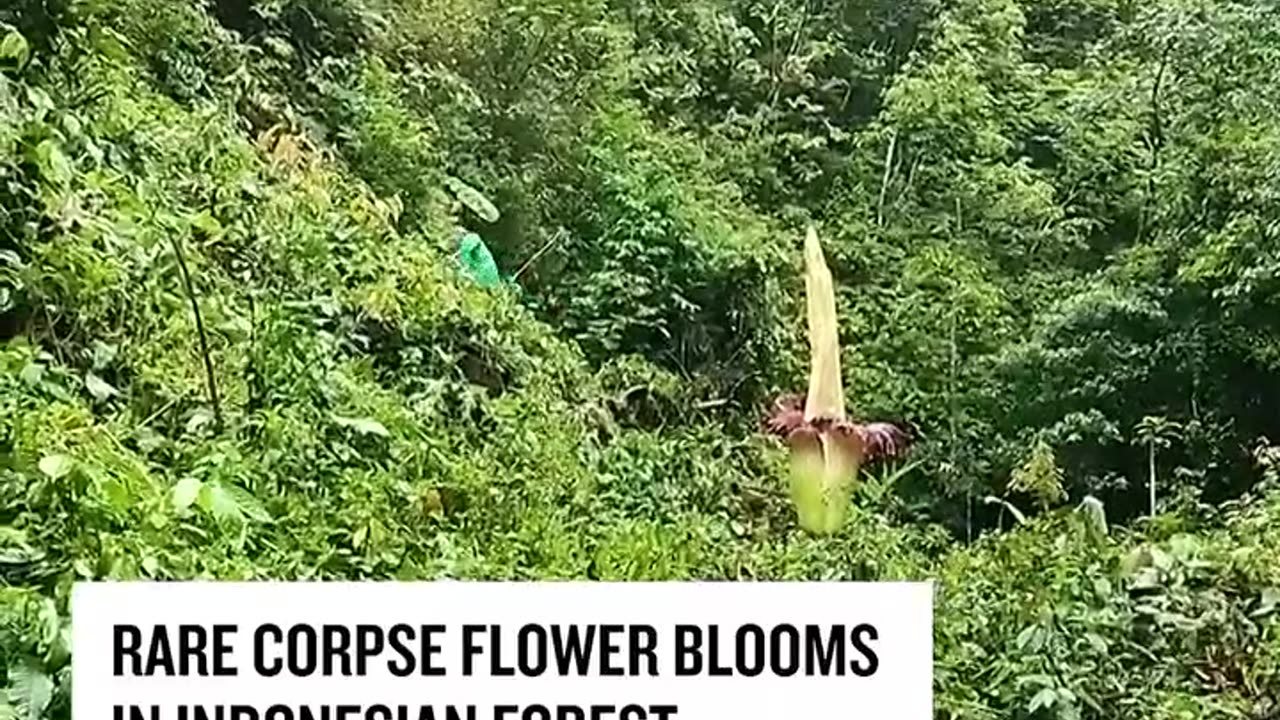 Rare Giant Corpse Flower, Indonesia