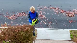 Desmond using leaf blower for the first time