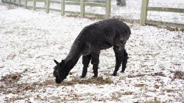 Black Alpaca Eating Grass