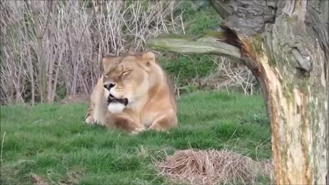 Lions play