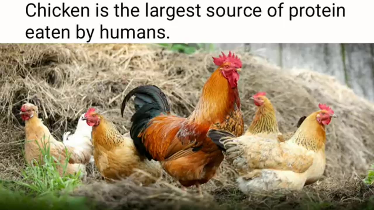 Fact about birds