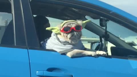 Riding in Style, this Chill Pooch Is