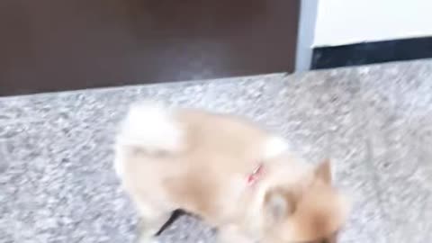 Brown Pomeranian going up the stairs