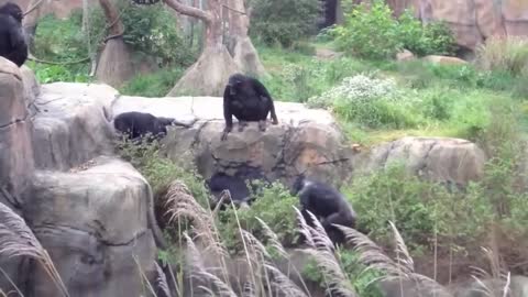 Chimpanzee beating a raccoon