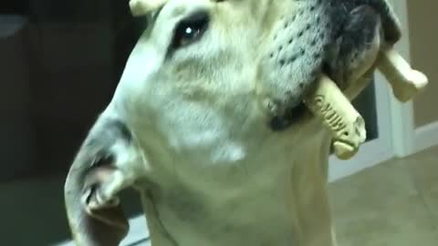 Golden dog balances treats on head and nose