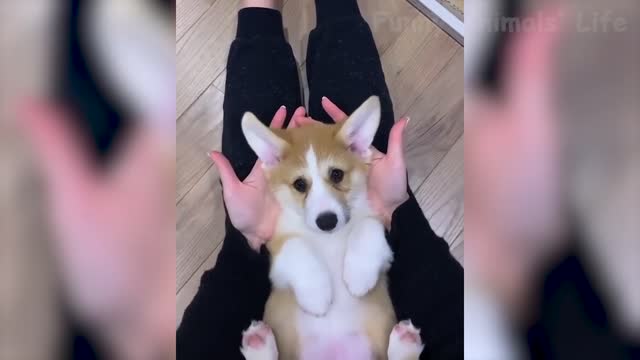 Funny animals 😄