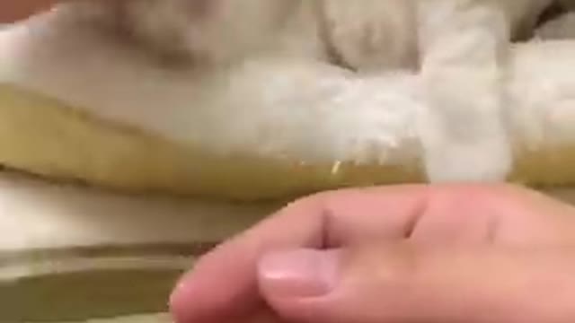 CUTE CATS