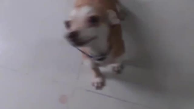 funny dog ​​with friendly accident