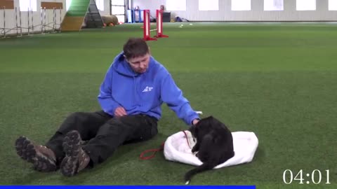 Teach Your Dog To Calm Down With 7 Minute Work and Exercise