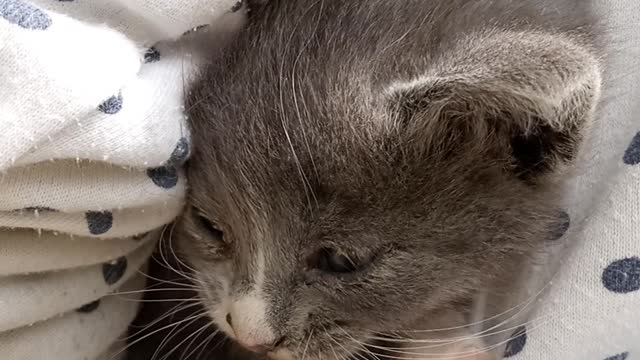 Cute Cat Hiding her face From Camera