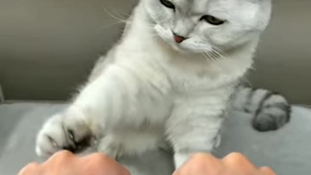 How to Trim your Cat's Claws...👌👌