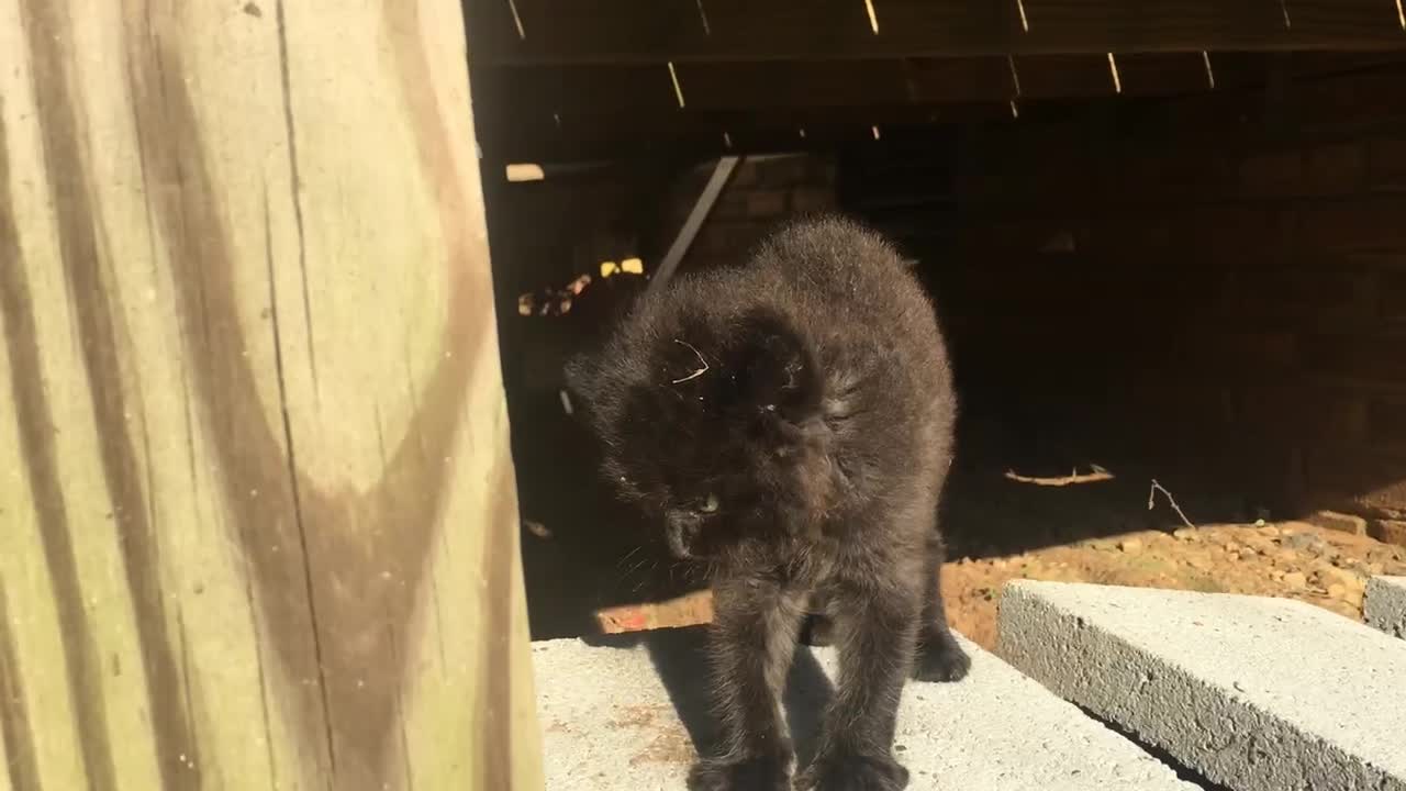 Angry Stray Kitten