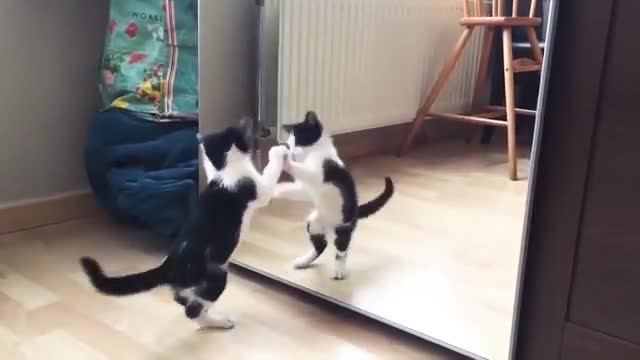 Funny Cat And mirror Video|Funny video|What's App Videos|30 Seconds Status Video|