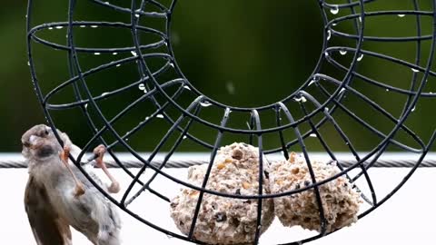 Unfortunate bird sparrow strain to take food from the ring