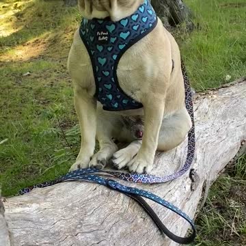 Frenchie just chillin on a log