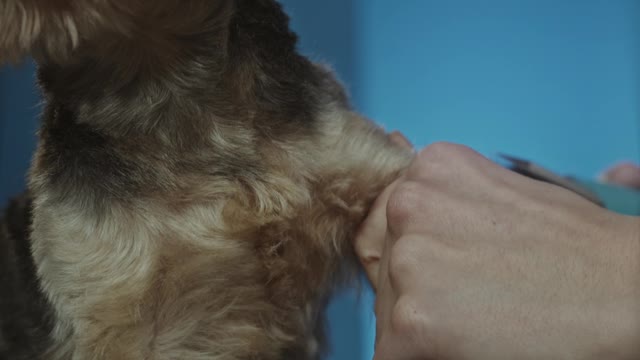 Dog Hair Cut On Machine