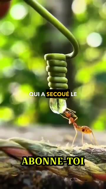 FOURMIS NOIRES VS ROUGES