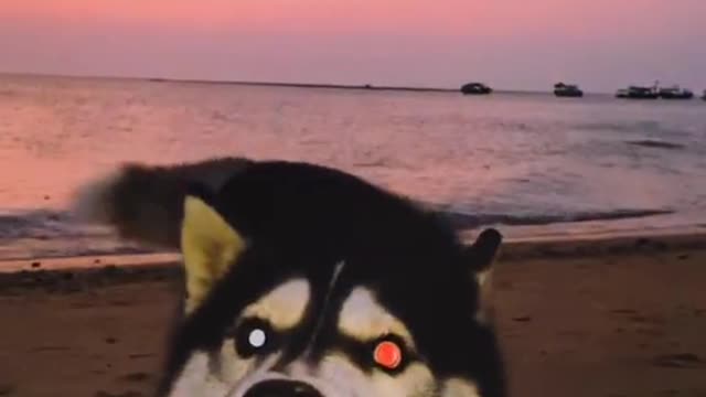 Funny Pet 2021 It's time to LAUGH with Dog's lifes11