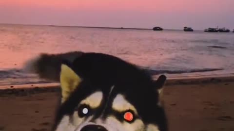 Funny Pet 2021 It's time to LAUGH with Dog's lifes11