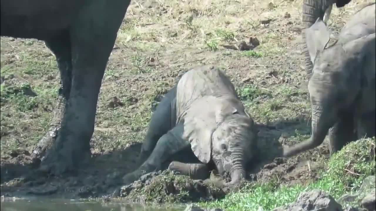 Baby elephant adorably struggles to stand in slippy mud