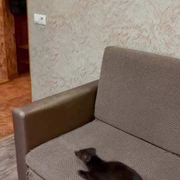 funny|prank|jokes|funny jokes|dad jokes|funny memes|funny video|fun|laughing|funny animal|knock 18